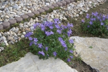 [Bild Polsterglockenblume]