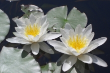 [Bild Seerose Hermine]