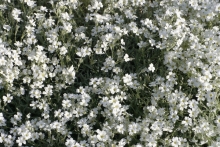 [Bild Silberhornkraut]