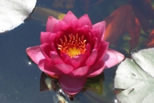 [Bild Seerose James Brydon]