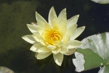 [Bild Seerose Joey Tomocik]