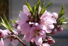 [Bild Pfirsichbl&uuml;te]