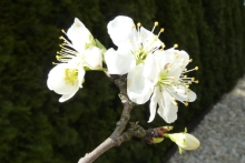 [Bild Zwetschgenbl&uuml;te]