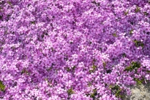 [Bild Polsterphlox]