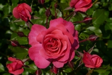 [Bild Rose]