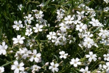 [Bild Schleierkraut]