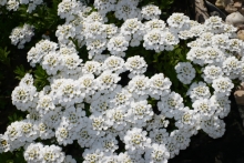 [Bild Schleifenblume]