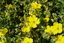 [Bild Gelbes Sonnenr&ouml;schen]