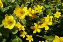 [Bild Sumpfdotterblume]