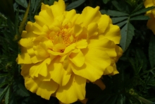 [Bild Tagetes]