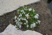 [Bild Teppich-Thymian]