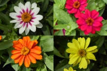 [Bild Zinnien]