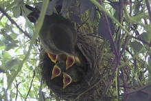 [Bild Amsel mit Jungv&ouml;gel]
