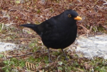 [Bild Amsel]