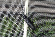 [Bild Eichenbockk&auml;fer]