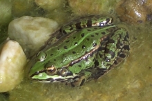 [Bild Frosch]