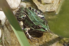 [Bild Frosch]