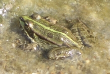 [Bild Frosch]