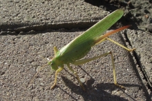 [Bild Gr&uuml;nes Heupferd]