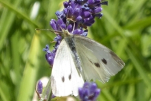 [Bild Kohlwei&szlig;ling]