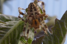 [Bild Gartenkreuzspinne]