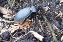 [Bild Lederlaufk&auml;fer]