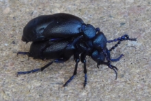[Bild Zwei schwarzblaue &Ouml;lk&auml;fer]