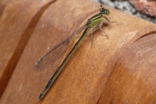 [Bild Gro&szlig;e Pechlibelle]