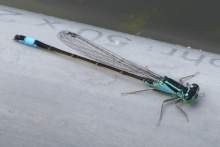 [Bild Gro&szlig;e Pechlibelle]