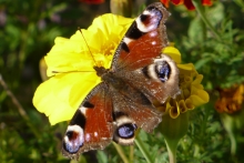 [Bild Tagpfauenauge]
