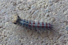 [Bild Raupe Schwammspinner]