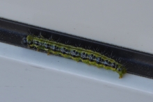 [Bild Raupe Buchsbaumz&uuml;nsler]