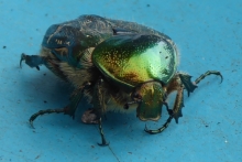 [Bild Gemeiner Rosenk&auml;fer]