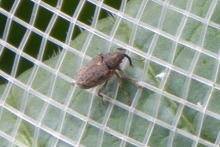 [Bild Kohltriebr&uuml;sseler]