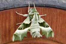 [Bild Nachtkerzenschw&auml;rmer]