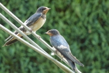 [Bild Rauchschwalben]