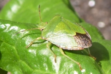 [Bild Gr&uuml;ne Stinkwanze]