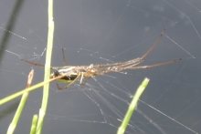 [Bild Gemeine Streckerspinne]