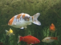 [Bild Unterwasser 1]