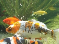 [Bild Unterwasser 10]