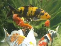 [Bild Unterwasser 11]