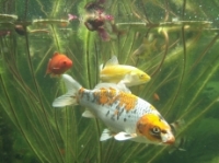 [Bild Unterwasser 12]