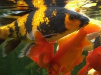 [Bild Unterwasser 13]