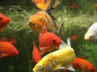 [Bild Unterwasser 14]