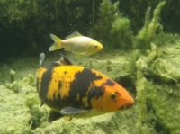 [Bild Unterwasser 2]