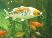 [Bild Unterwasser 4]