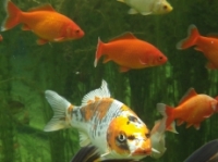 [Bild Unterwasser 5]