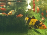 [Bild Unterwasser 6]