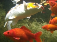 [Bild Unterwasser 7]