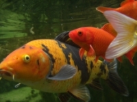 [Bild Unterwasser 8]